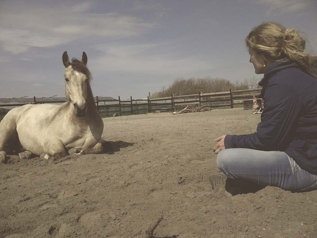 holistisch therapeut voor paarden - opzoeknaardeoorzaak.nl  