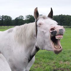 Cranio sacraal therapie bij paarden