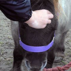cranio sacraal behandeling paarden