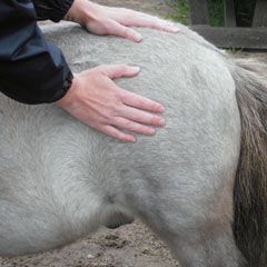 acupressuur bij paarden